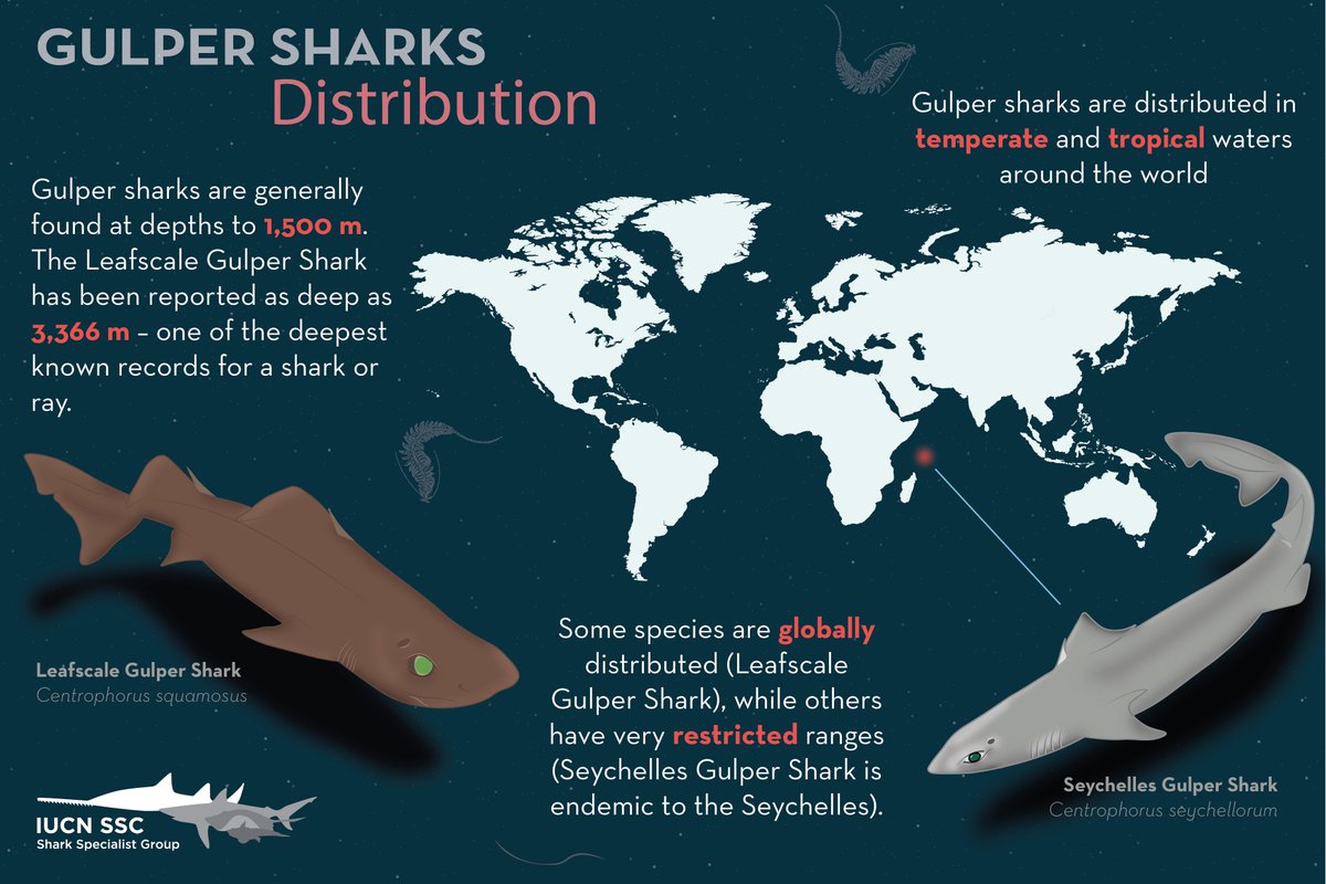 IUCNShark's tweet photo. Today is #SharkAwarenessDay ! This Shark Awareness Day, we're focusing on Gulper Sharks and threats facing deep sea sharks! Learn more about them from the graphics below, and please share! Images by Eloisa Pinheiro

Learn more about us and the work we do: https://t.co/Kk2Cd46xa1 https://t.co/xREYiuYQAY