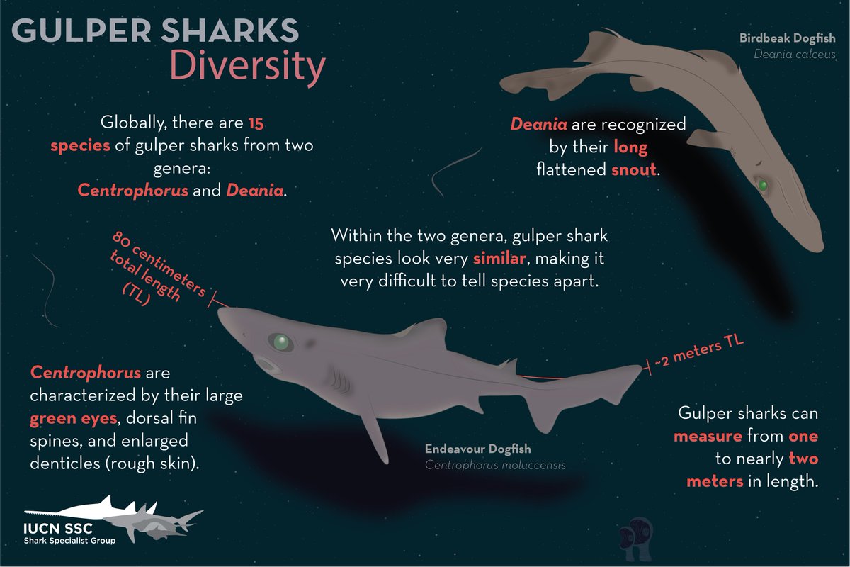 IUCNShark's tweet photo. Today is #SharkAwarenessDay ! This Shark Awareness Day, we're focusing on Gulper Sharks and threats facing deep sea sharks! Learn more about them from the graphics below, and please share! Images by Eloisa Pinheiro

Learn more about us and the work we do: https://t.co/Kk2Cd46xa1 https://t.co/xREYiuYQAY