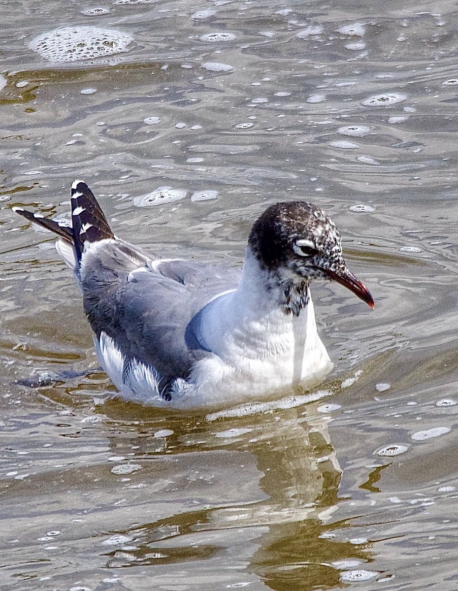 The Franklin's Gull at Crossness - found by <a href="/wobblygreen/">conrad ellam</a> gave, well, frankly amazing views in the sun this morning. Only the second bird for London, the first being at the same spot in 2000
<a href="/BirdGuides/">BirdGuides</a> <a href="/LondonBirdClub/">London Bird Club</a> <a href="/CrossnessG/">Crossness River Action Group</a> <a href="/RSPBbirders/">RSPB Birders</a> <a href="/ThePhotoHour/">#ThePhotoHour</a> #londonbirds