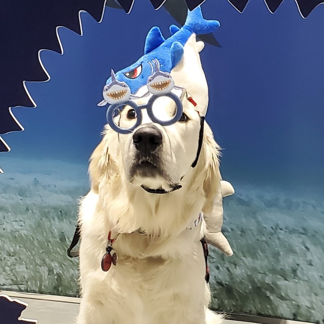Kobalt_IST_Gold's tweet photo. 🦈#Dogsharks of #Sharkcon. New sharky experiences for Klarence & an opportunity for ME to see old friends. Today’s the last day of #SharkCon10 #FloridaStateFairgrounds! See you there!
(special shoutout to Dr. @MikeHeithaus!)
#hesnoangel
@sharkcon @flstatefair #sharkweek @fiucase @NatGeo #fiucase #sharkfest #sharkconservation #oceanconservation #ocean #dog #puppy #foodallergies #dogsoftwitter