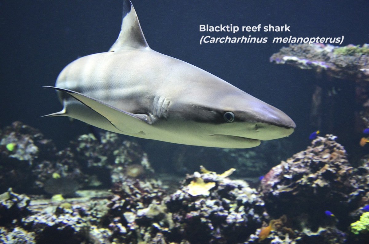 cordioea's tweet photo. This #SharkAwarenessDay, we highlight the plight of #reefsharks, several species of which are of which are under extinction threat. 🦈🦈🦈

🚨The population of ray, blacktip, whitetip and Caribbean reef sharks, and nurse sharks, have declined by over 60% around the world! 🚨🚨 https://t.co/fcVvK3hdUR