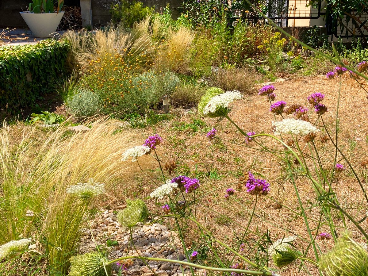99blackbaloons's tweet photo. The incredibly brutal and prolonged summer heatwave has barely affected the #xeric beds where dried potpourris of anthemis and stipa against santolina compose a dreamy picture. In the #shadegarden persicaria lays bold red strokes against spooky black ivy. True blue plumbago thrives with minimal water. A true miracle plant.
#gardening