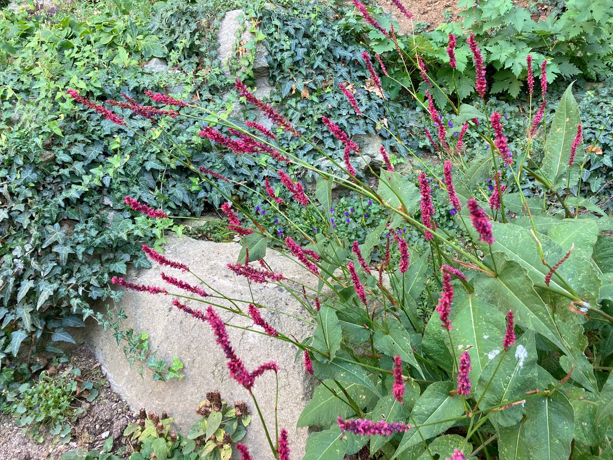 99blackbaloons's tweet photo. The incredibly brutal and prolonged summer heatwave has barely affected the #xeric beds where dried potpourris of anthemis and stipa against santolina compose a dreamy picture. In the #shadegarden persicaria lays bold red strokes against spooky black ivy. True blue plumbago thrives with minimal water. A true miracle plant.
#gardening