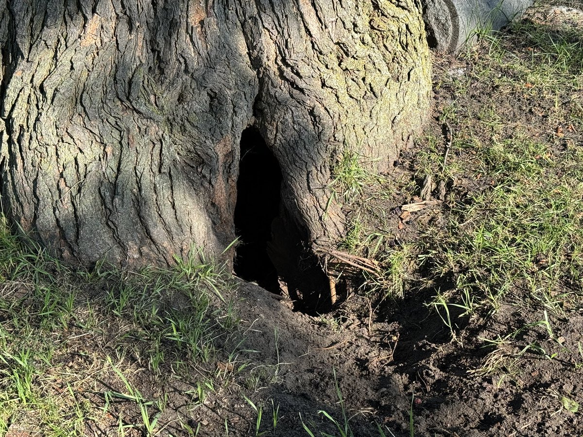 Robert Loerzel tweet media