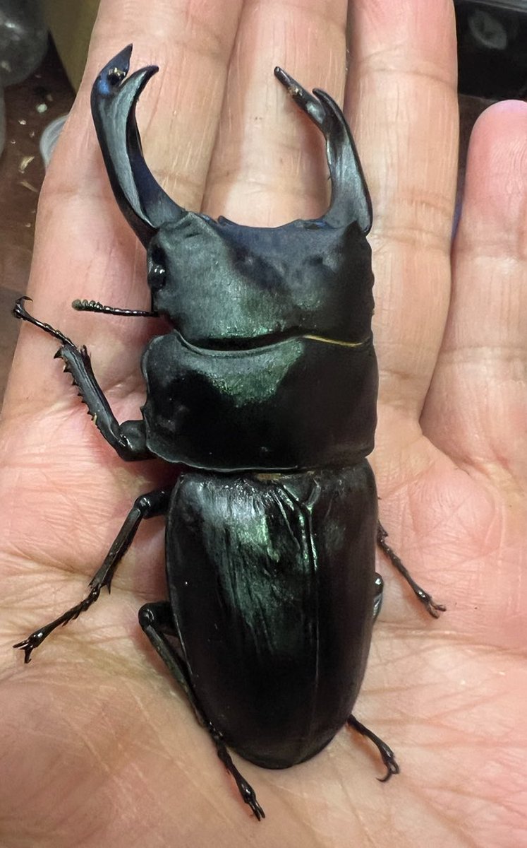 kuwagataYchan's tweet image. わが家もKLBラインがぞくぞくと羽化！
今のところ一番大きい
86.3ミリ（仮）　大満足です！
オオクワガタかっこよい😁
#KLB