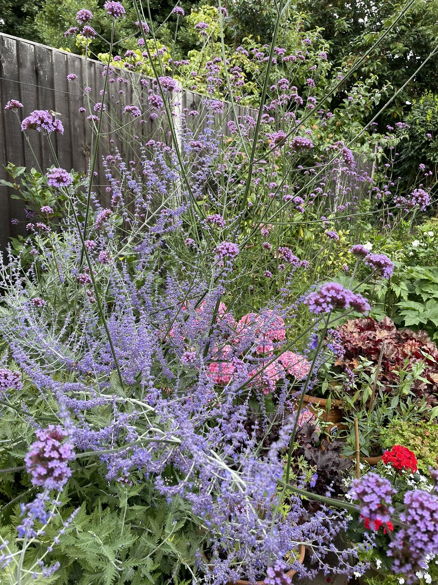 sweeneycolin28's tweet photo. Purple haze https://t.co/LDsd1yH1Fo