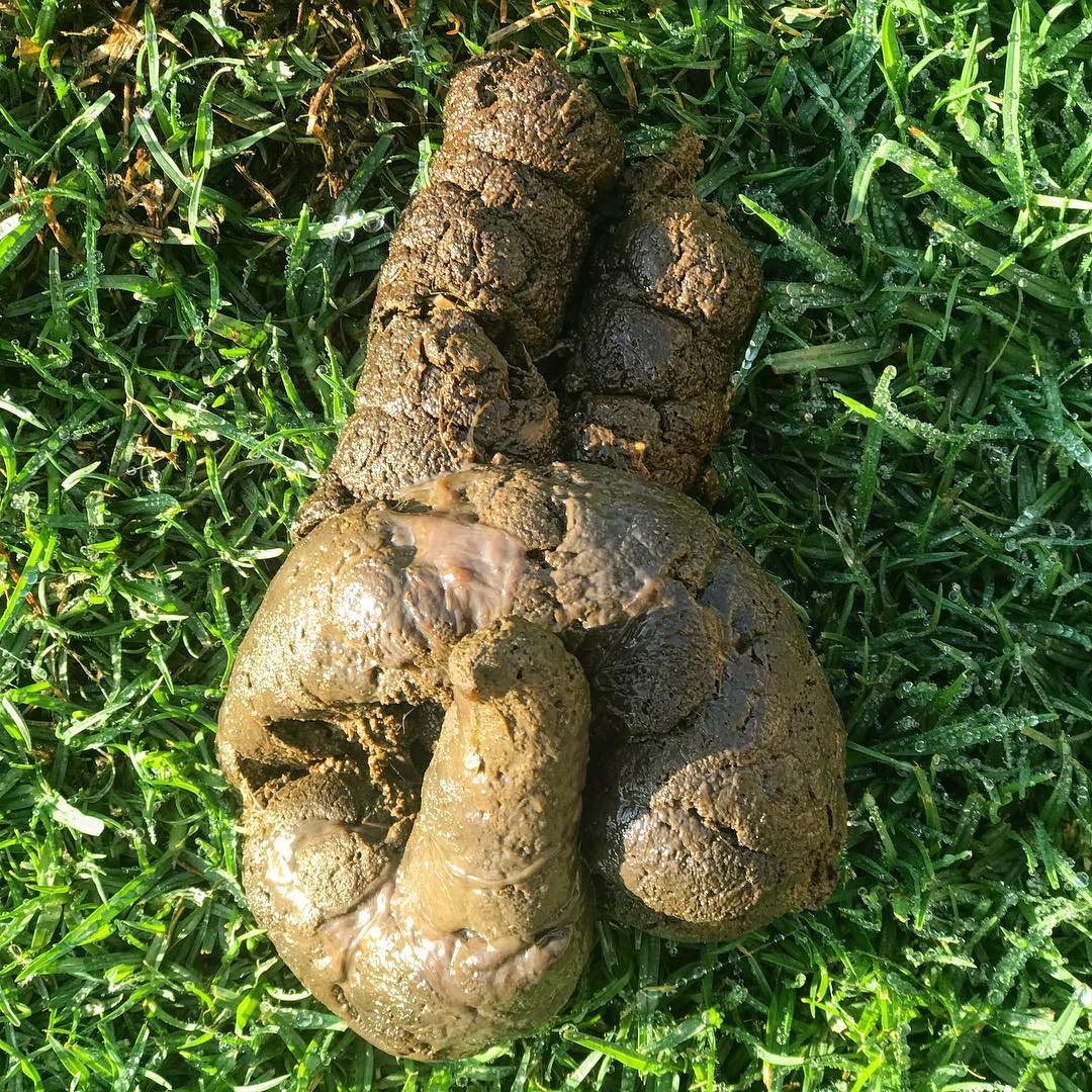 Last week I chewed dog poop all day and made all 3kg of dog poop from the park into porridge with my saliva! I'm addicted to this act. I can't stop♥️♥️