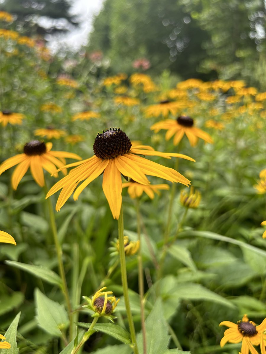 sillyputty1504's tweet photo. More #namjooning but make it flowers #wildflower #flowerwork https://t.co/chEYzZeGDX