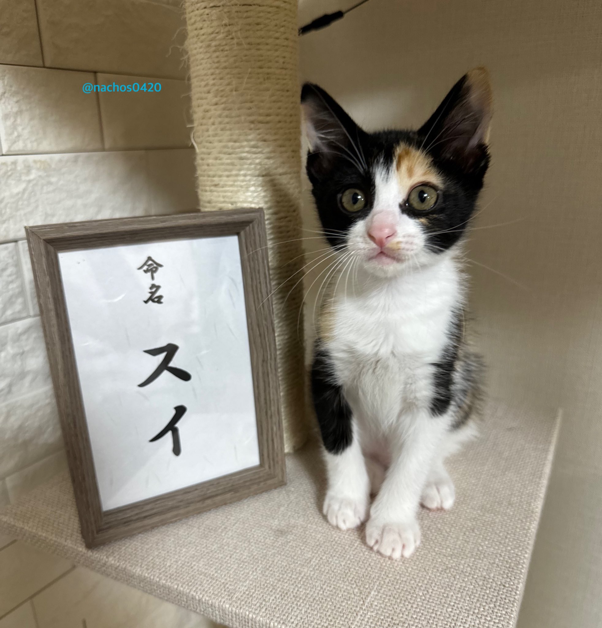 可愛い猫達 ZETA DIVISION かず猫 kznk ミニアクスタ - メルカリ