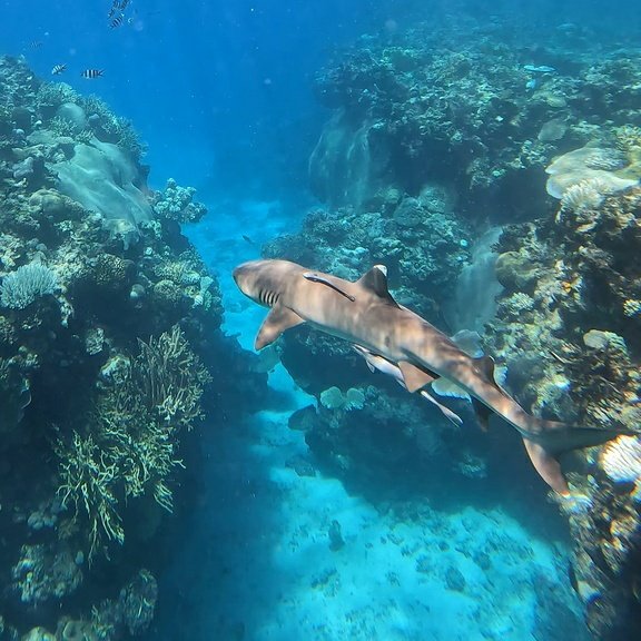sharks_everyday's tweet photo. Happy Shark Awareness Day!!! 💙🦈

Here's a thread about why sharks are so important for the planet! https://t.co/6XYE0c73tL