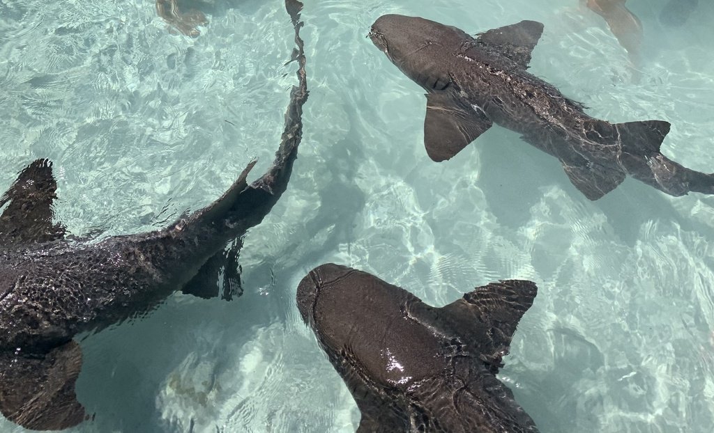 sharks_everyday's tweet photo. Happy Shark Awareness Day!!! 💙🦈

Here's a thread about why sharks are so important for the planet! https://t.co/6XYE0c73tL