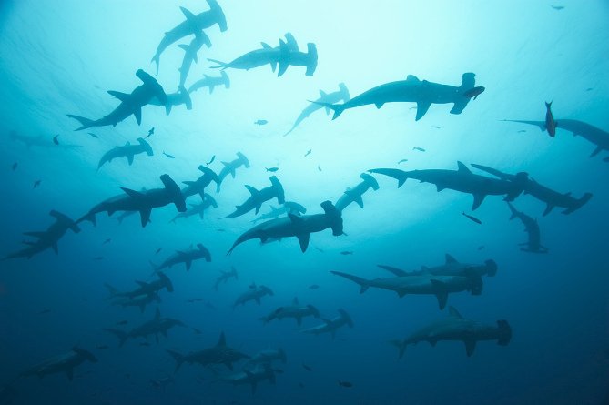 sharks_everyday's tweet photo. Happy Shark Awareness Day!!! 💙🦈

Here's a thread about why sharks are so important for the planet! https://t.co/6XYE0c73tL