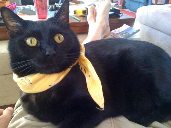bethboett's tweet photo. @SadhbhOS We used to give our cat Tour-themed nicknames. Here is Spartacat (Cancellara, 2010) and Gorka Izacat (2011). https://t.co/QFW1qJyQwG