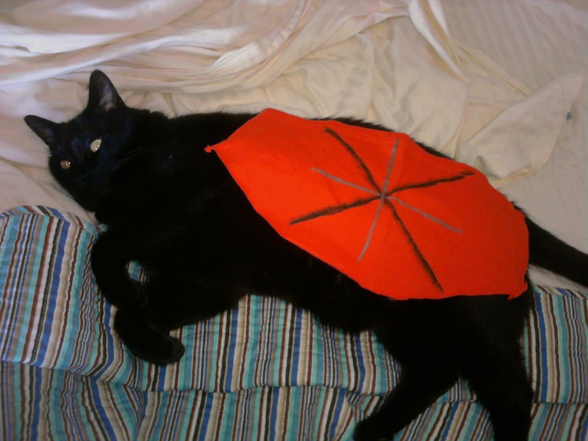 bethboett's tweet photo. @SadhbhOS We used to give our cat Tour-themed nicknames. Here is Spartacat (Cancellara, 2010) and Gorka Izacat (2011). https://t.co/QFW1qJyQwG
