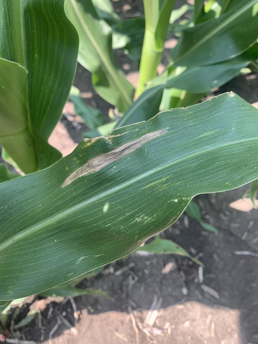 Out walking corn reps last week and spotted some Northern Corn Leaf Blight starting to pop up pre tassel.