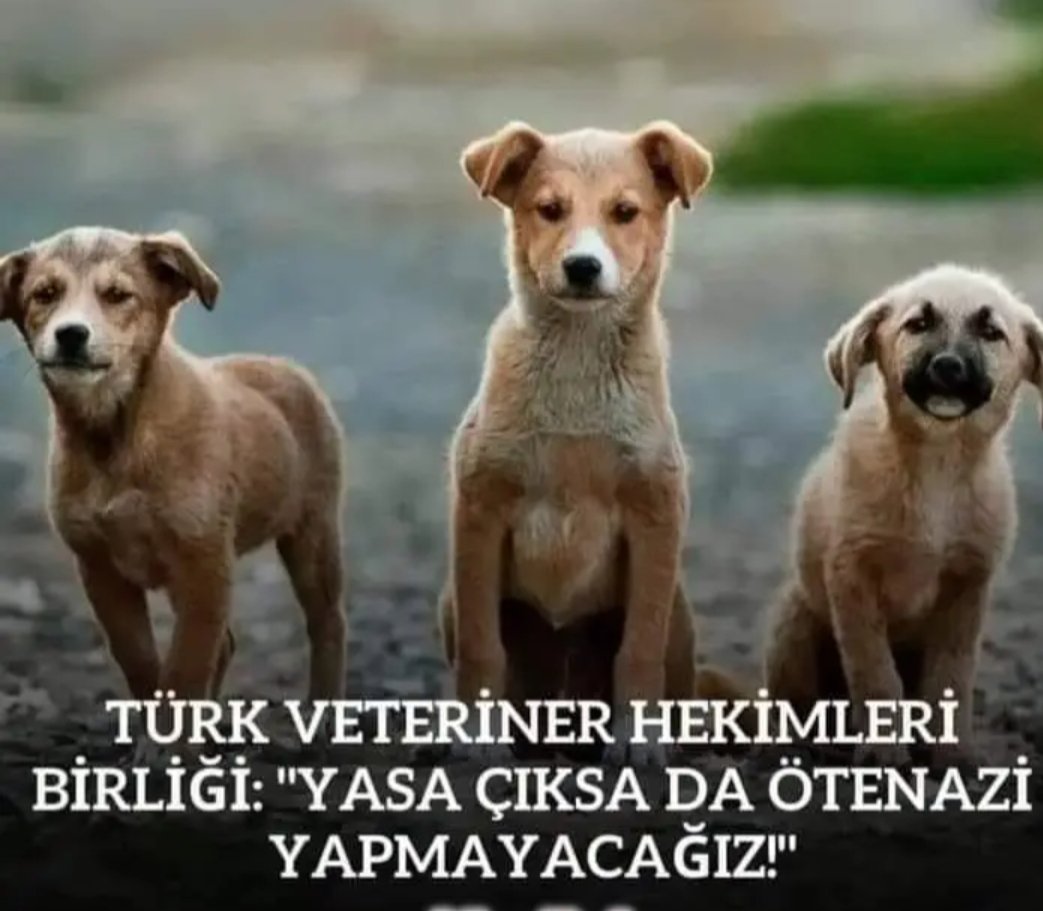 ruhi çoğulu (@cogulu) on Twitter photo 