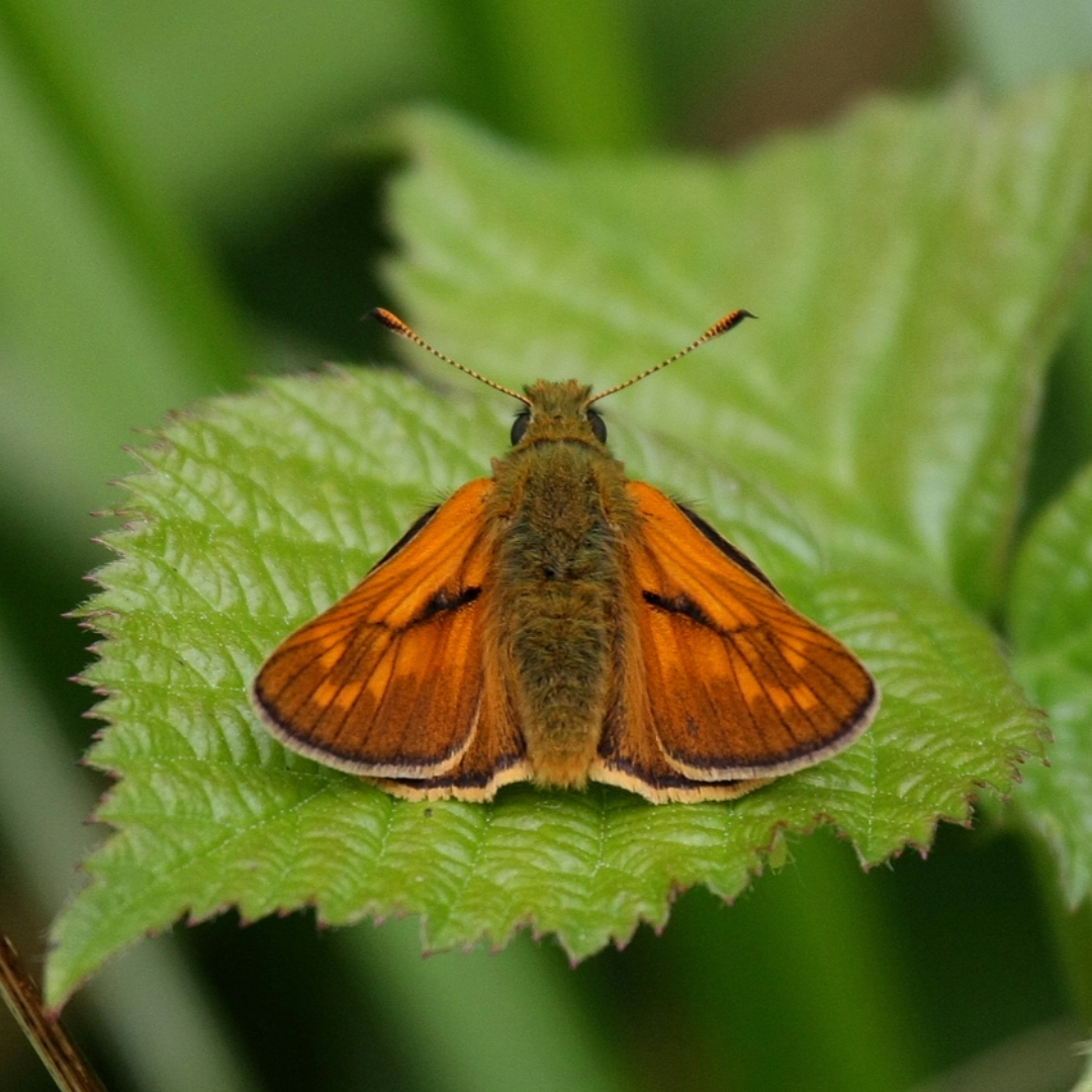 REMINDER: we are closed Sun 14 July. We ARE open on all other Sundays 10am-5pm + on Fridays for bookable 2-hour slots at withymead.org until the end of August. Cream teas 2-5pm (reserve open from 10am) 28th July + 25th August, + 4th August is our #CitizenScienceSunday!