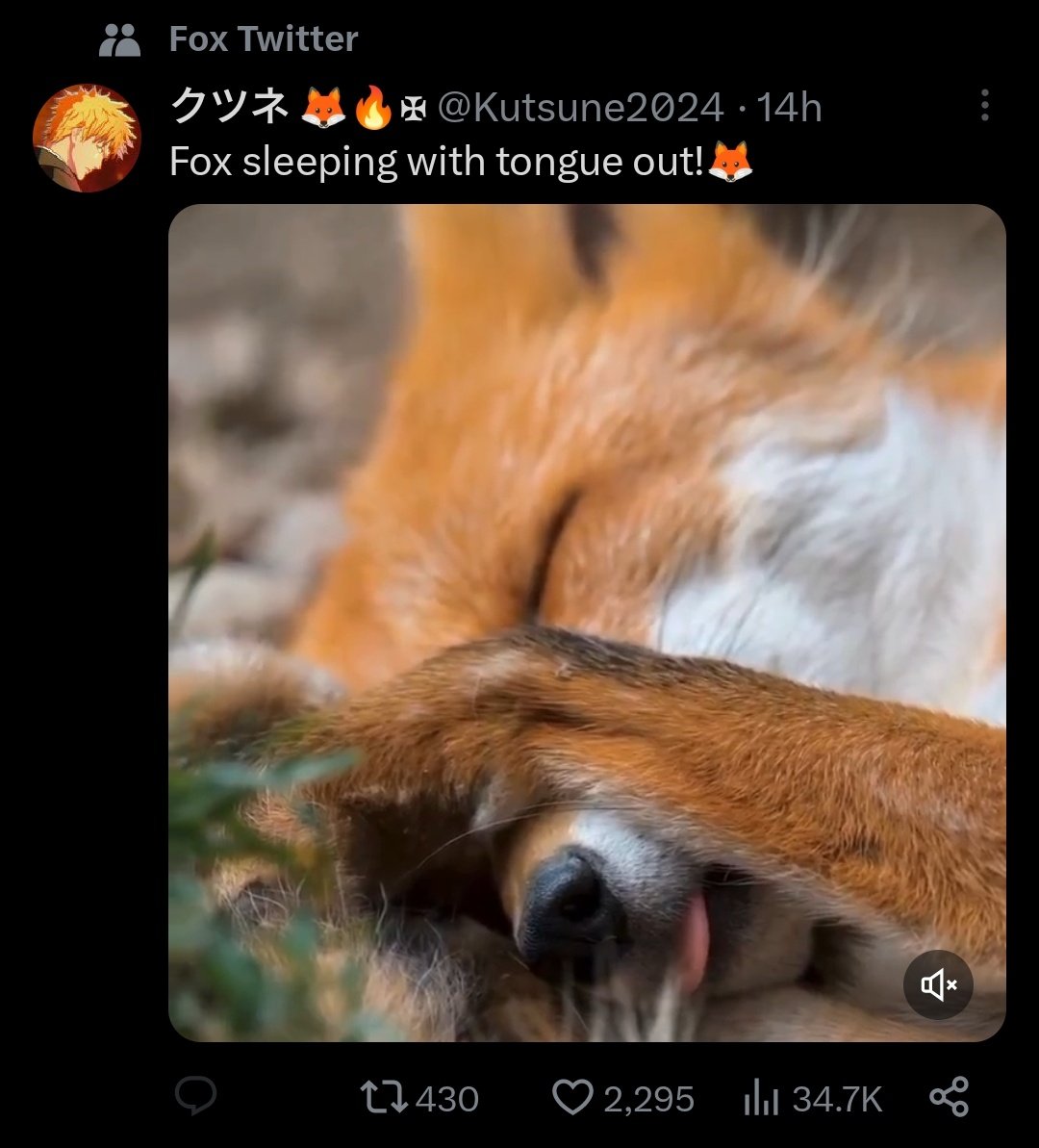 skyetothefox's tweet photo. @SuperLynntendo fomx okay? :3 https://t.co/QHuQsQw7kK