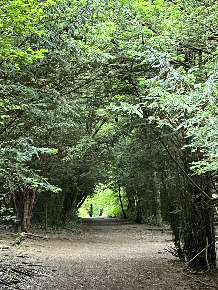 RobYeldham's tweet photo. Forest bathing today #LoveActivity https://t.co/qgh0Ydlaoh