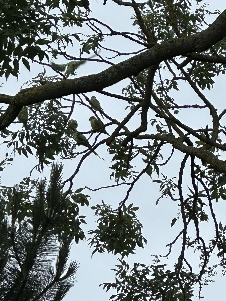 Can anybody who knows birds tell me what these are? Yes I know the photo is bad, I’m not Bill Oddie