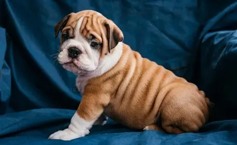 Kesha7hr's tweet photo. @JamesWoofCoin @JamesWoofCoin
#Jameswoof https://t.co/nZtroqR4PZ