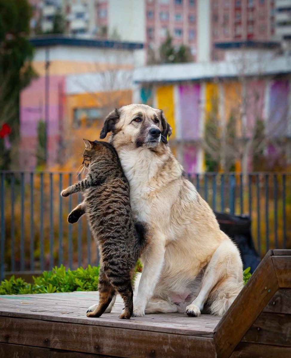 Tüm canlıların yaşam hakkına saygı duyuyor, insan vicdanına sığmayan 'ötanazi' uygulamasını kabul etmiyoruz.

Sahipsiz can dostlarımızı öldürmek bir seçenek değil. Birlikte yaşamayı mümkün kılacak çözüm yollarını biliyoruz. 

Kısırlaştır, aşılat, yerinde yaşat.

#YasayıGeriÇek