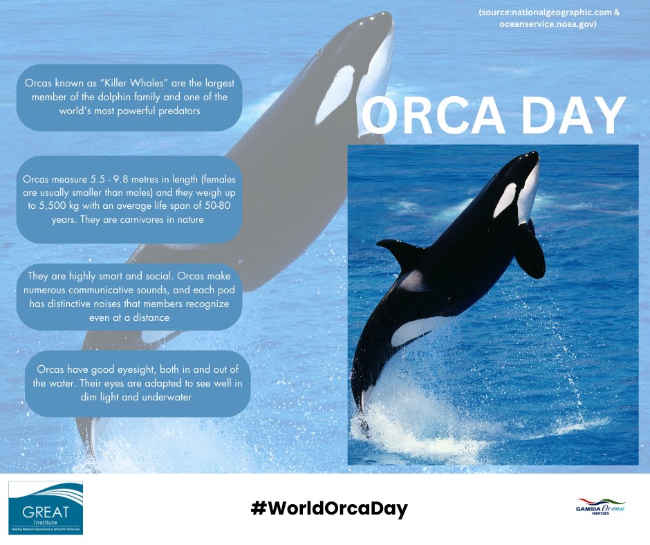 institute_great's tweet photo. We join the world in celebrating #WorldOrcaDay https://t.co/iqKY8um8pX