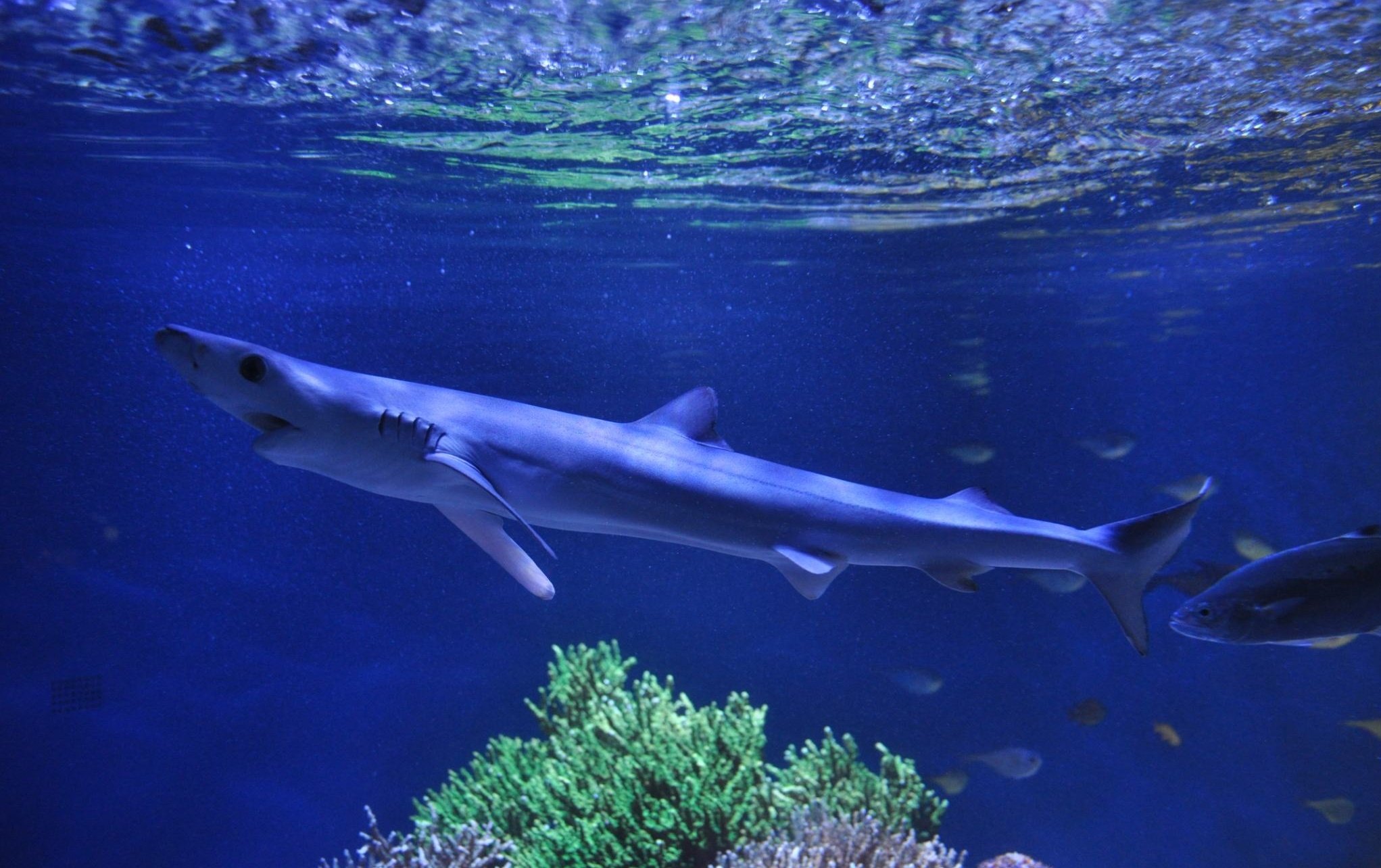 ♯Hsi09LJ地球生命紀行サメ&日本近海の生き物ストラップフル8種 生命地球紀行 サメ・エイ