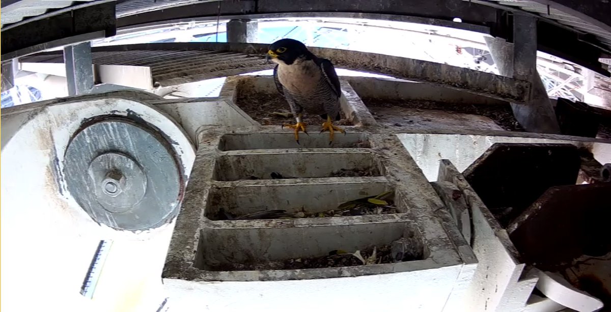 Old_BookSmell's tweet photo. @DeclanBowring Thought you'd be chuffed to know that the falcons have been checking out their nest again at Accor. 🦅

Thanks again for being part of the release 👍 https://t.co/JHUU5T79mc