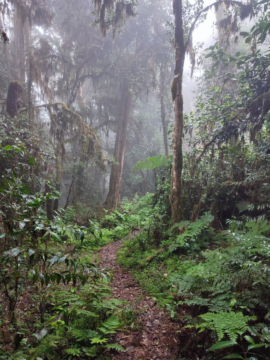 KipronoLeting's tweet photo. 📍Nyambene Hills, Meru County.

Pleasantly surprised at how beautiful this place is. Has a nice serene forest.
I did a 22km hike to the peak, waterfall and dams. https://t.co/xtWEKg6BWS