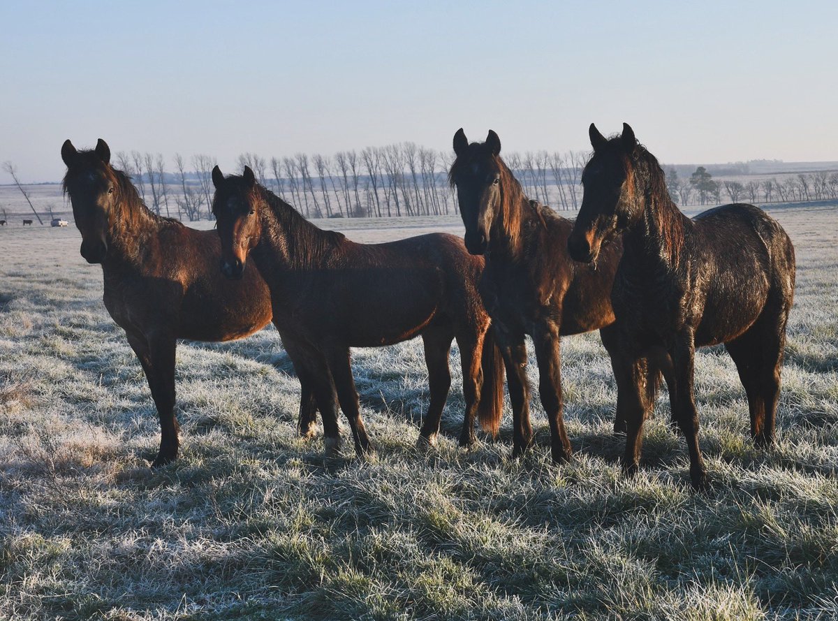 elbaqueano27's tweet photo. Los enteros de año y medio; criollos y moros hijos del Contestado LI mientras amanece en los campos blanqueados por el invierno #elbaqueanonaturalmente #caballocriollo #uruguaynatural https://t.co/kEg6IiTrYZ