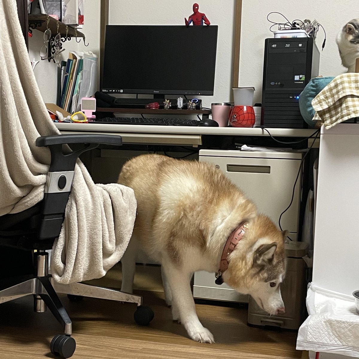 大吉を探しよる！！！！！！😭😭😭😭😭 大吉がよく寝ていた私の机の下