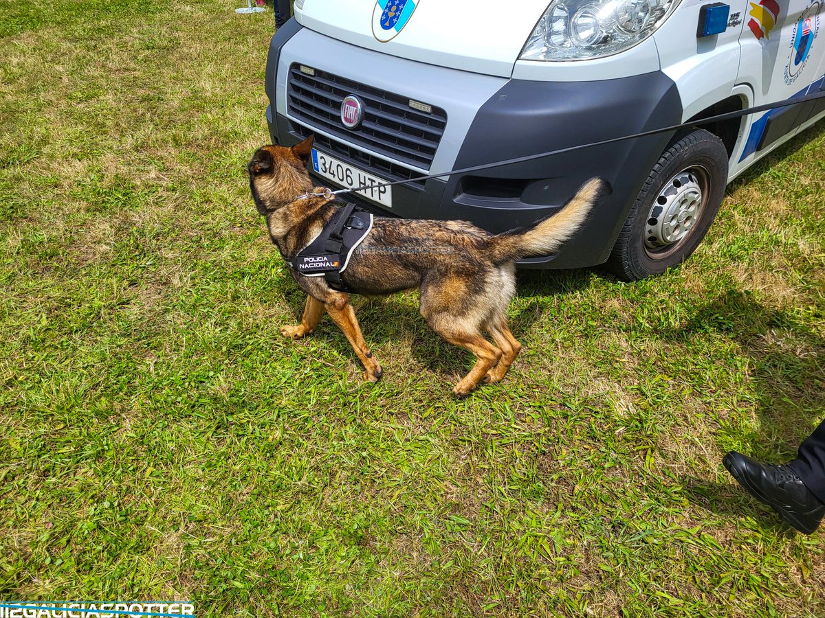 GaliciaSpotter's tweet photo. Citroen Jumpy III perteneciente a la Unidad Especial de Guías Caninos de la Policía Nacional.
#cnp #policianacional #policianacionalacoruña #guiascaninos #k9 #k9unit #citroenjumpy #acoruña #teo #casacomunoza #xornadasemerxenciasii #policia #policianacionalgalicia #police https://t.co/Ot3bfOCp12