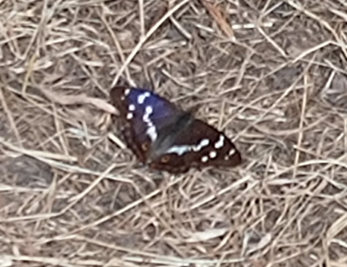 Buzzing is an understatement for my find this morning! Purple Emperor butterfly  Saltwells National Nature Reserve! Poor photo due to not wanting to spook it getting too close <a href="/DudleyNature/">DudleyNatureReserves</a> <a href="/EcoRecording/">EcoRecord</a> <a href="/savebutterflies/">Butterfly Conservation 🦋</a>