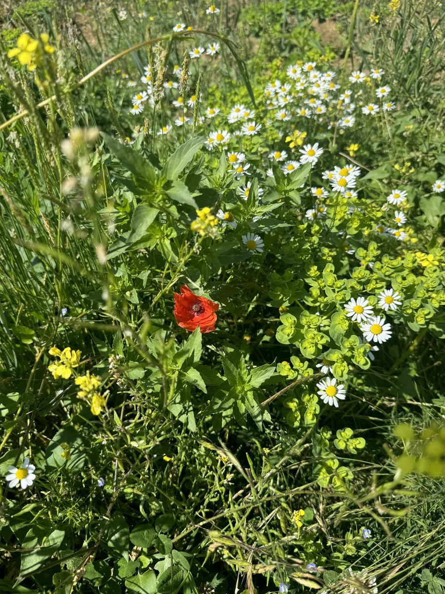 epahistory's tweet photo. Battle of the Somme https://t.co/3sp6udGYn7