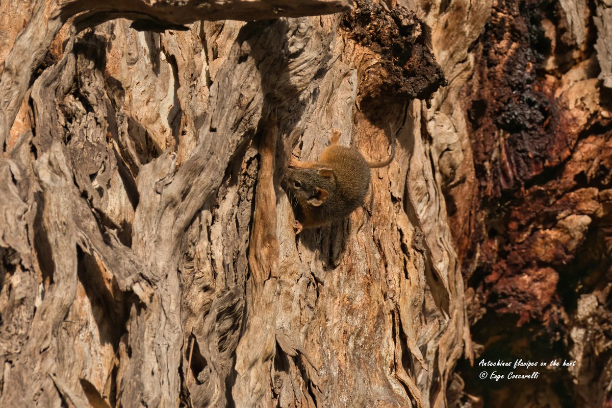 ecoscarelli2012's tweet image. #Antechinus flavipes on the hunt
Greetings all
They are diurnal, about 11cm long (STV), weigh 80 grams, and are expert #hunters.  Amazing native creatures
#naturefirst #nature #naturephotography #wildlife #mammal #winter #animal #30dayswild #natgeo #natgeoyourshot #awesome #life