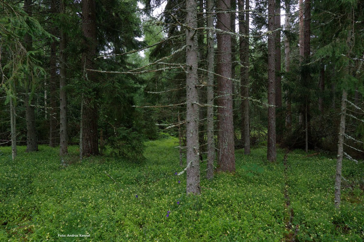 AndrusKannel's tweet photo. Forest in Hiiumaa, Estonia on July 11, 2024 #Hiiumaa #Estonia https://t.co/oUF9OGmlmH