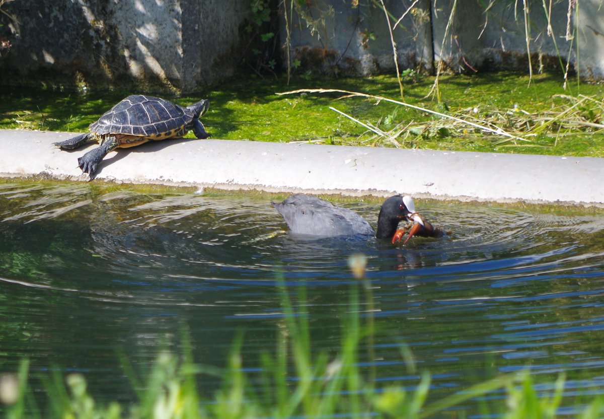 Just took this photo of two non-native species in a canal by the railway line in north London. I thought I was photographing the red eared terrapin but ended up snapping a coot wrestling with what I think is a signal crayfish - another North American import.