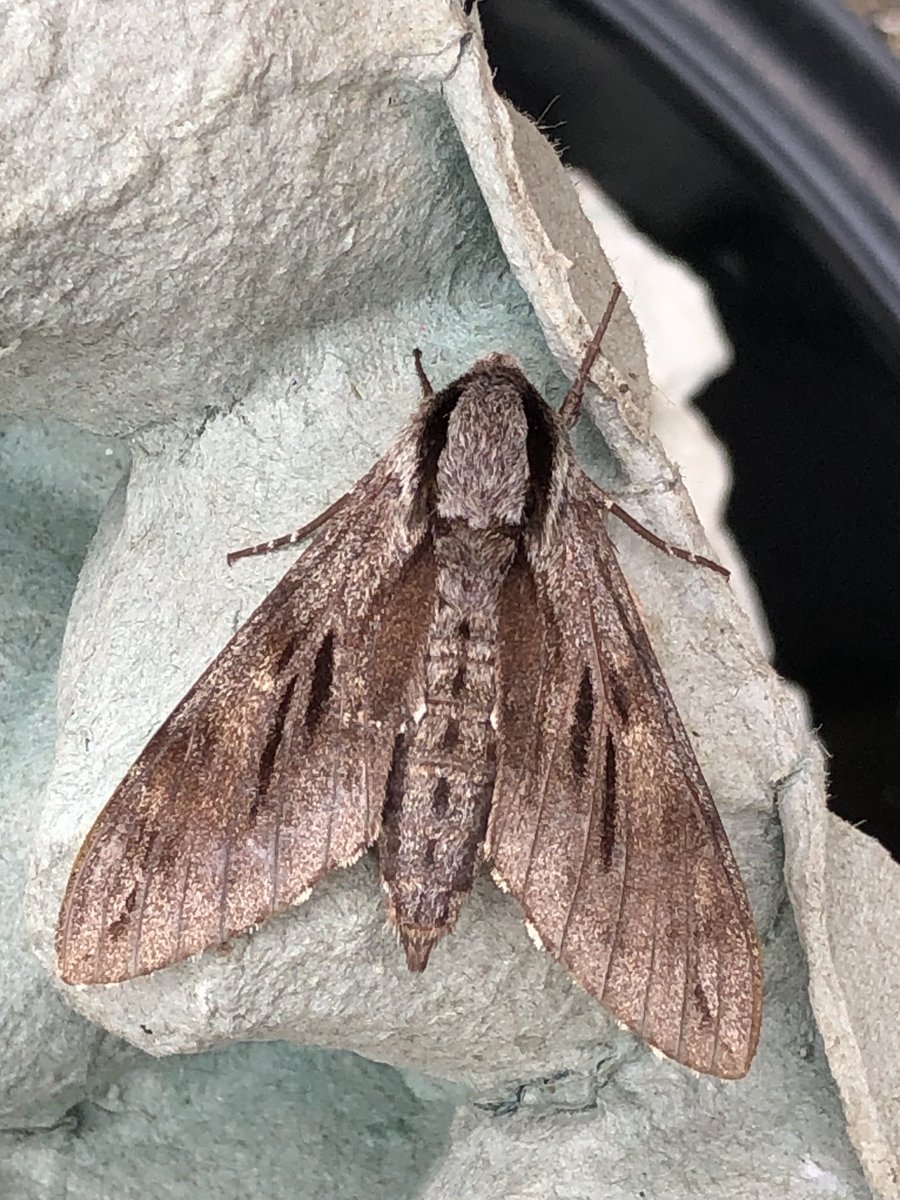 fraser mcconnell tweet media