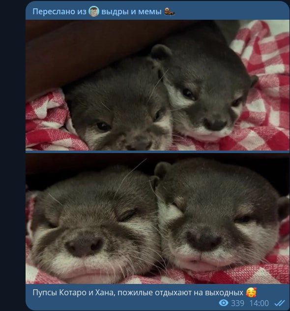 NadjaK0207's tweet photo. Мне так нравятся подписи из этого канала. Типо выдры οхγеть работяги, и есть дни, когда они не отдыхают
#выдры https://t.co/dQ4DgbyBlM