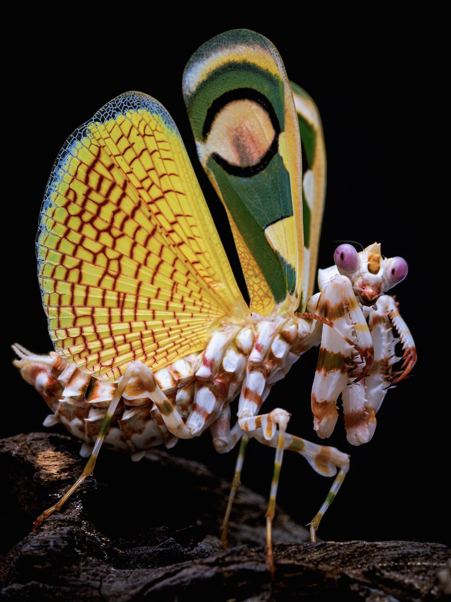 CIDER (@m_religiosa) on Twitter photo 