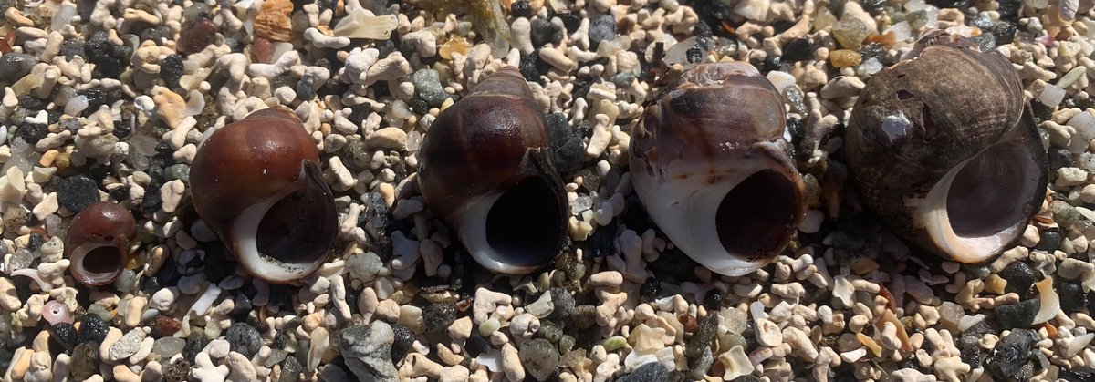 Litterina littorea #winkles more than twice as big as Plymouth’s here in Bodo Norway. Severe corrosion to the apices in the old ones, maybe due to low carbonate saturation in the Arctic. As seen at CO2 seeps in Japan and Italy.
