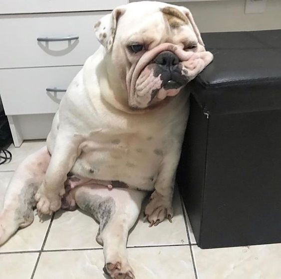 Bulldog05625097's tweet photo. Beautiful 🖤 https://t.co/eygygZBH9w