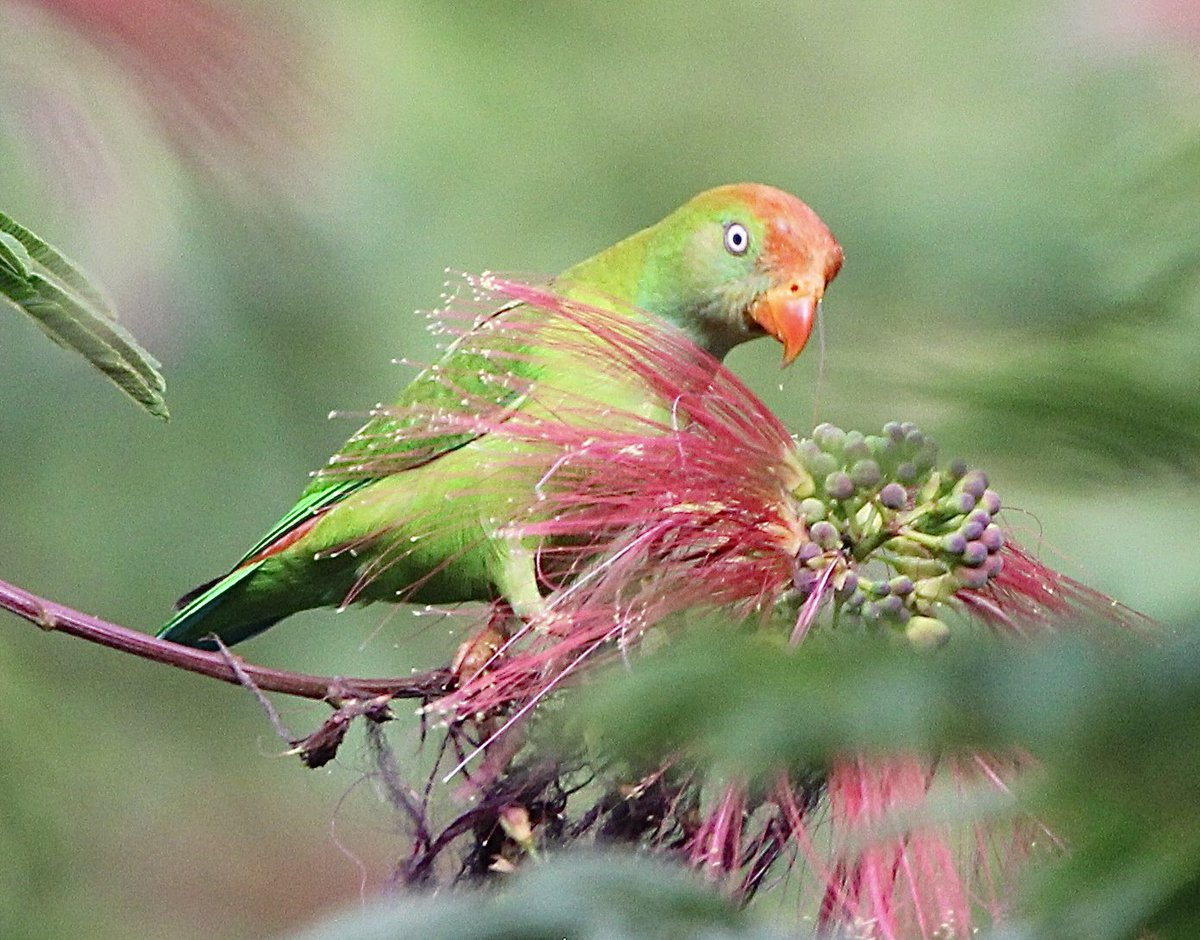 Gehan Gunatilleke tweet media