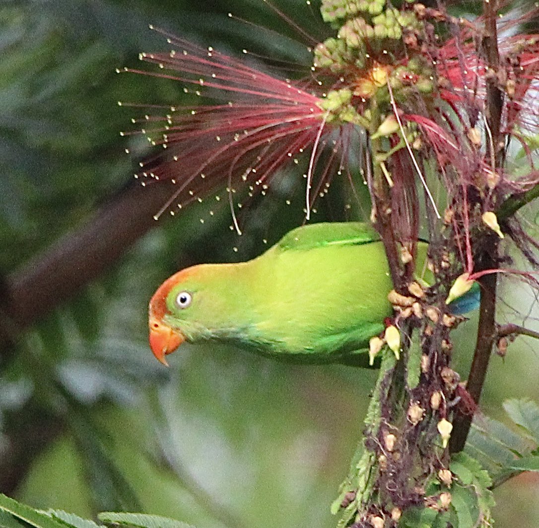 Gehan Gunatilleke tweet media