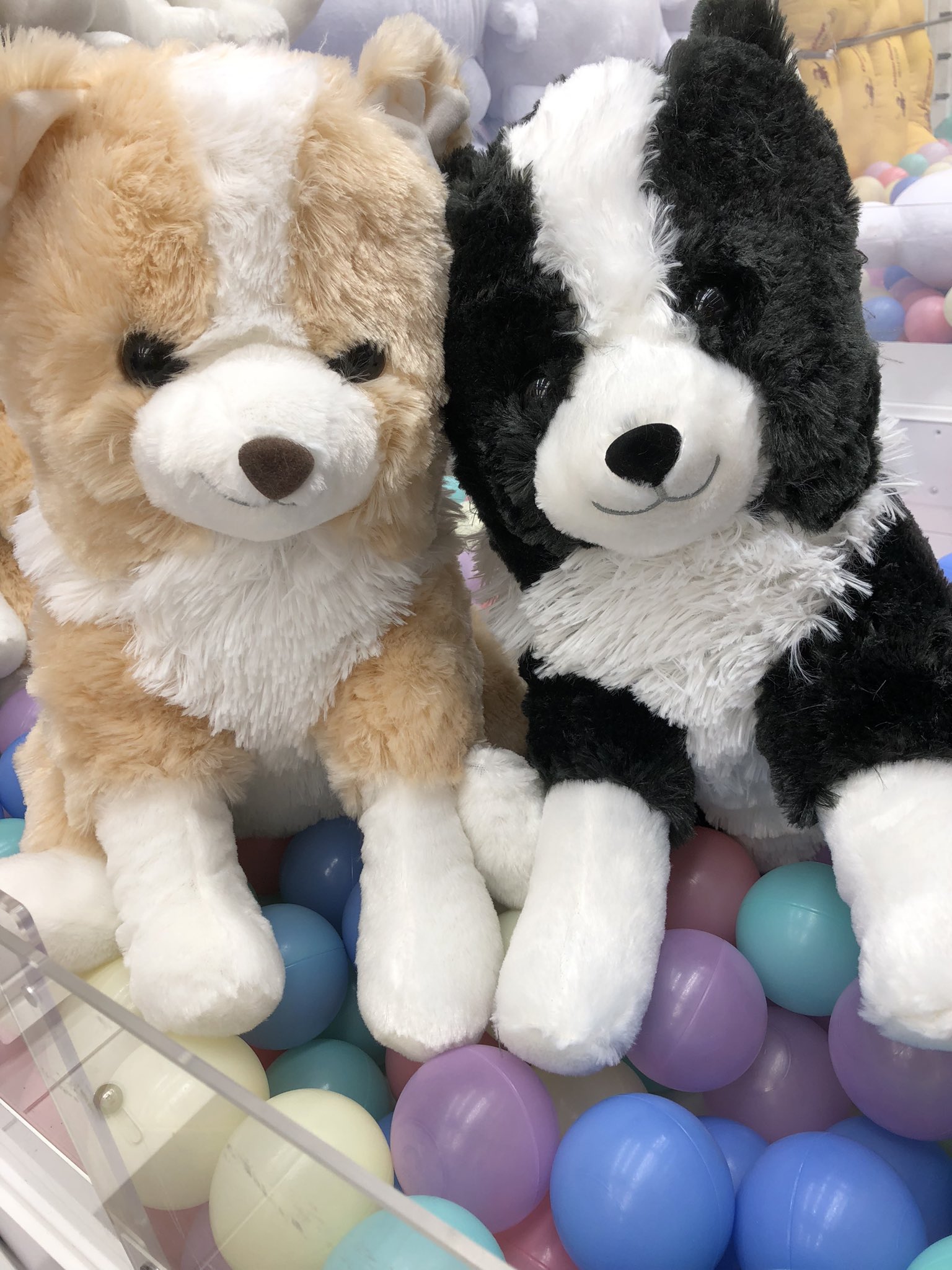 アミューズ専門もってきーな船橋店 on X: アミューズ専門もってきーな船橋店 on X:
