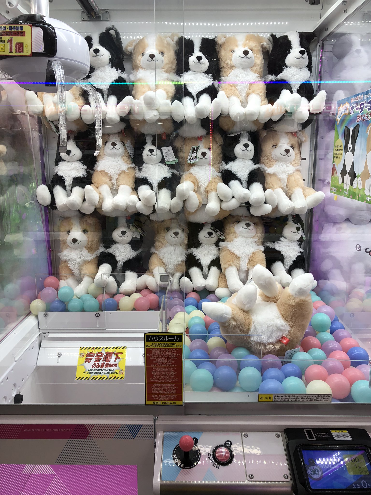 アミューズ専門もってきーな船橋店 on X: アミューズ専門もってきーな船橋店 on X: