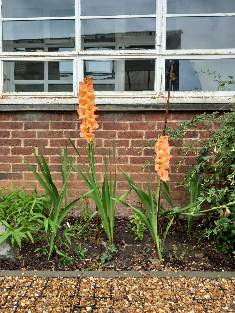 Last DGS gardening club of the year...dried garlic  bulbs were taken to the canteen and the boys enjoyed home made syrup, made with lemon verbena leaves, after tying up gladioli under the P block windows...<a href="/DartfordGS/">Dartford Grammar</a> <a href="/DGSSciCollege/">DGS Science College</a>