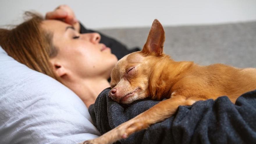 Adiós a dormir con tu perro: estas son las tres enfermedades que puedes coger según los expertos dlvr.it/T9ZGfW <a href="/tetirounpique/">tetirounpique</a>