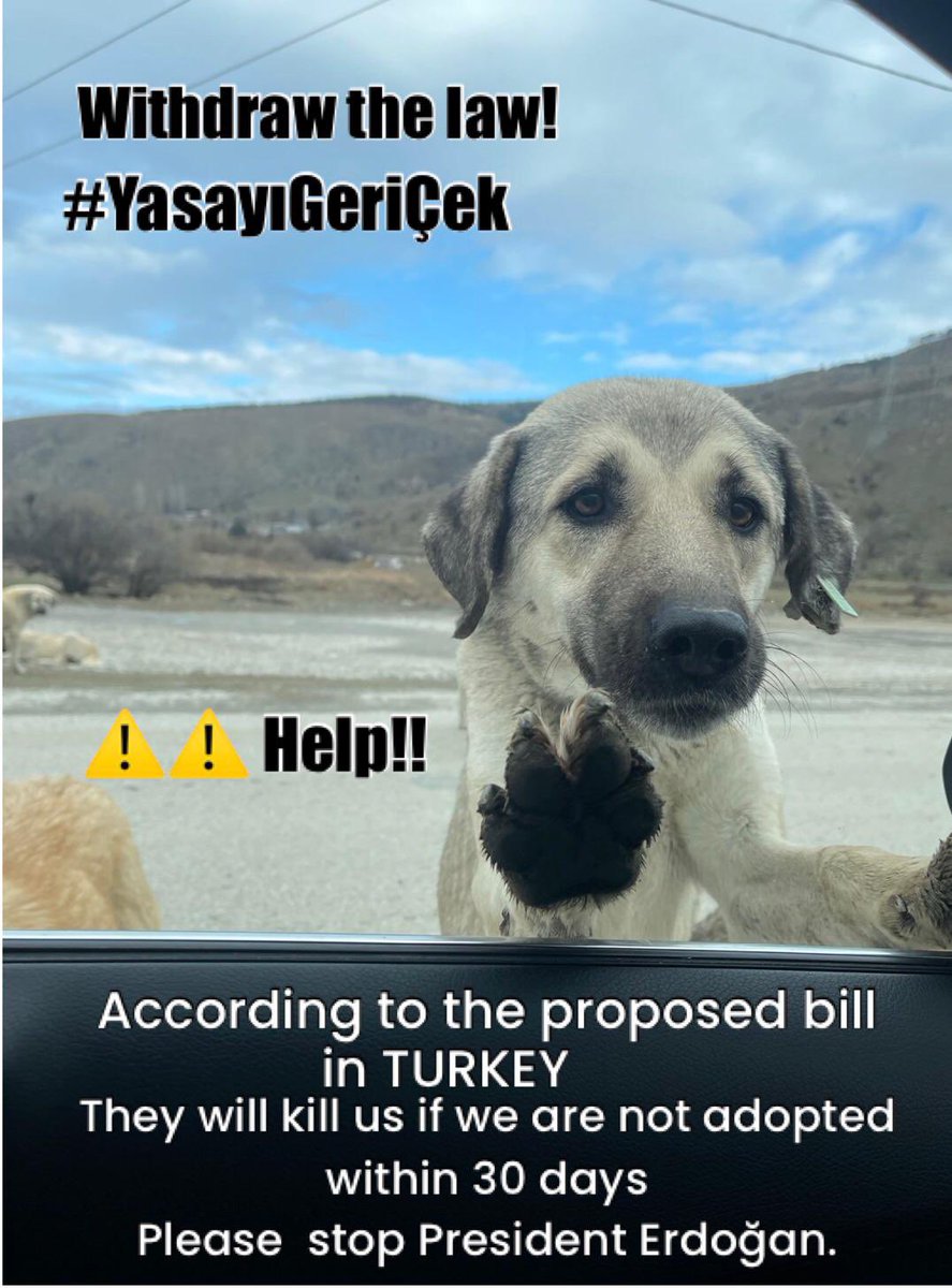 No homes for hundreds of thousands of Turkish street dogs they all face death now. President Erdogan must withdraw this law now <a href="/RTErdogan/">Recep Tayyip Erdoğan</a> <a href="/Turkey/">Turkey News</a> #Turkey